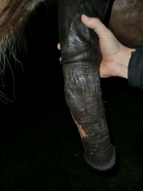 bigdickfantasies:  #horsedick #big #beastiality #niceview #fantasy #sohot #horsecock #drafthorse #dick 