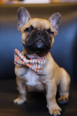 Look! It’s the animal that bowties look good on!