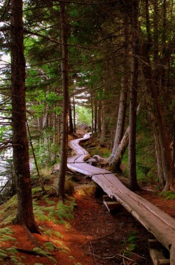 bluepueblo:   Forest Bike Trail, Oregon photo via lady  