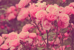 amberanneleonor:  flowers on We Heart It - http://weheartit.com/entry/52770876/via/gintarem