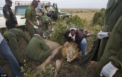 phototoartguy:  Taking it lion down: Kenyan rangers fit predators