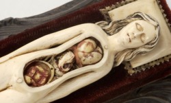 Ivory anatomical model