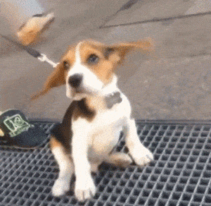 catgifcentral:Marilyn’s skirt has nothing on this beagle’s