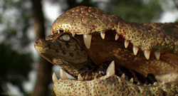 headlikeanorange:  A young caiman in the mouth of its mother.