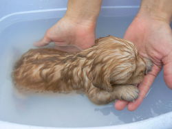 Bless a little puppy having a bath definitely doesn’t look