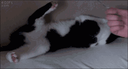 4gifs:  Bed swallows cat. [video] 