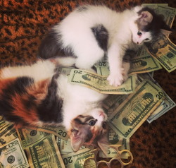 cashcats:young moneys