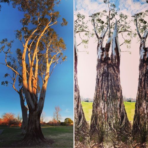 #treeart #trees Reach for the stars ✨  https://www.instagram.com/p/CK79cgVLPN4/?igshid=90wlx9yygurs