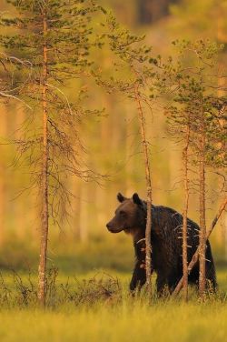 followthewestwind:  European Brown Bear (via Pinterest) 