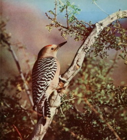 nemfrog: Magazine cover, detail. Gila woodpecker. 1951.