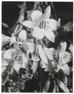 zzzze:Man Ray Lilies , 1925 gelatin silver print