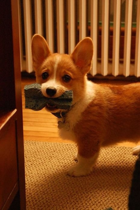 daunt-lesss:  basicbeat:  Corgi Compilation - You are welcome  Corgiâ€™s manâ€¦ Cutest shit ever. 