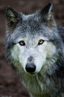 agameofwolves:  Grey Wolf by Cedric Favero on Flickr. 