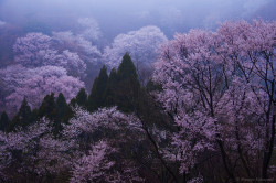 90377:  misty cherry blossoms(sakura) by masayan523 on Flickr.