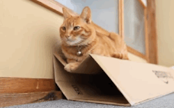 catsdogsgifs: Best GIF Blog Ever http://catsdogsgifs.tumblr.com/