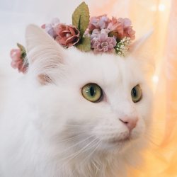 catsandkitten:  Decided to make a flower crown for my cat Hani