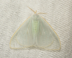 sinobug:  Lymantriid Moth (Arctornis sp., Lymantriinae, Erebidae)
