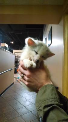 zubat:  “This little baby fox came into work today.”