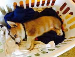 worldofthecutestcuties:  Laundry Day with my corgi pup Smuckers.