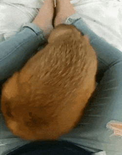 everythingfox: This fox turned into a puddle.. And so did my
