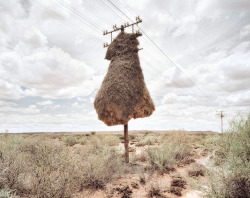 Massive Bird Nests Built on Telephone Poles in Southern Africa