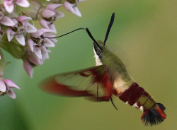 pondatus:  Clearwing Hummingbird Moth fuckin. MOTHS. so cute