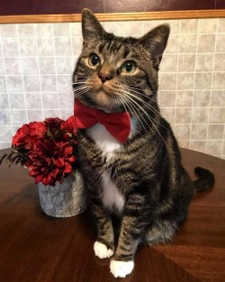 awwww-cute:Handsome cat (Source: https://ift.tt/2pwUAzJ)11/10.