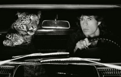 joeinct: Mick Jagger in Car with Leopard, Los Angeles, Photo