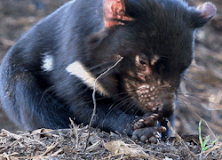 biomorphosis:  Tasmanian Devil’s large head and neck allow