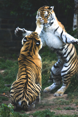 lmmortalgod:  Fighting Amur Tiger Cubs