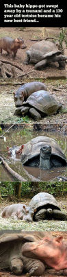 love-this-pic-dot-com:  Baby Hippo And 130 Year Old Tortoise