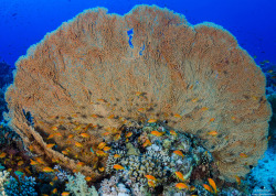 lifeunderthewaves:  Big Sea Fan ( Red Sea ) by Wilfred