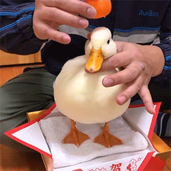 fluffygif:   He’s so talented.