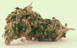 cloudcastlemagazine:   Bud N 110 