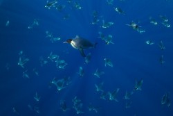 Chillin’ in the crowd (Emperor Penguins, Antarctica ~ by Phil Nicklen)