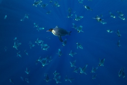 Chillin’ in the crowd (Emperor Penguins, Antarctica ~ by Phil Nicklen)