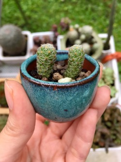 cactusandrain: 🌵💕 It’s so adorably cute!!!!!