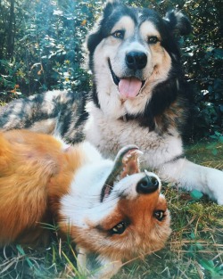 awwww-cute:  The Fox And The Hound in real life (Source: https://ift.tt/2wRzouF)