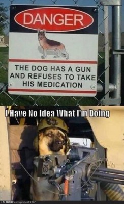 welive2laugh:  A dog of warFollow this blog for the best new