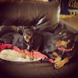Duke & Izzy chillin’ #dogs #miniaturepinscher  #dobermanpinscher
