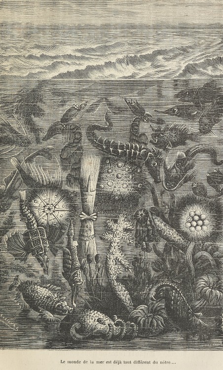 smithsonianlibraries:An illustration of sea creatures from Camille