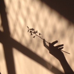 fairytwig:  flowers and shadows 