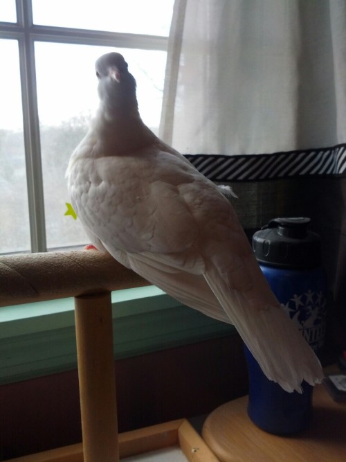 tumblr photo wahrsager 0