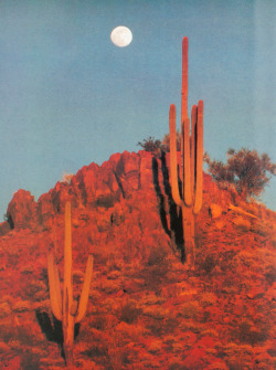 mariah-do-not-care-y: Jack W. Dykinga, Saguaro National Monument,