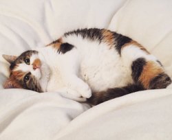 gokuma:  Reblog the happy chubby cat for a nice weekend and good