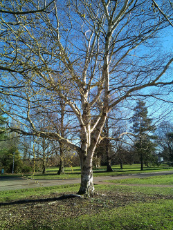 Hadlow College and the Broadview Gardens