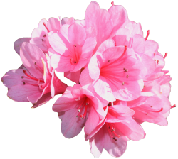 transparent-flowers:  Azalea Kirin. Click here for transparent