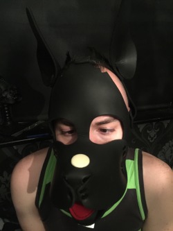 handlerdean:  Pup @puppy-apollo begging for his treat and found