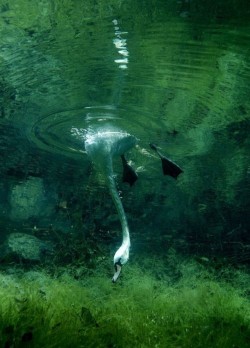 The good stuff’s down deep (Mute Swan reaching underwater for