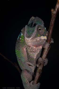 funkysafari:  A 4 month old Panther chameleon - Furcifer pardalis by Thor